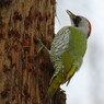 野鳥を探して　アオゲラ　Ⅲ