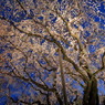 宵桜なう