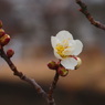 梅花開く：写真句
