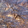 桜色　