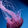 「紅」　京都水族館
