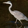gray heron