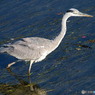 gray heron