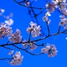 青空と桜