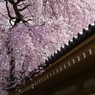 桜満開の京都