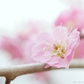 梅の花