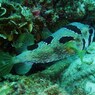 ハコフグかハリセンボンか・・・・つぶらなおめめでかわいい！！！