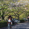 桜並木