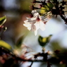 残桜
