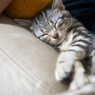 眠りおマメさん