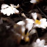 匂い椿の最期の舞。。。