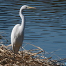 Egret