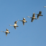 日の光を浴びて飛ぶ白鳥の群れ