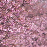 如月桜色