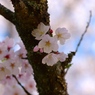 春の優しさ