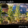 Japanese rdish