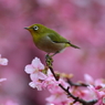 めじろ