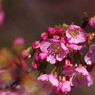 春を探して　河津桜