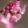 春を探して　河津桜　Ⅱ