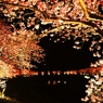 夜桜～満開