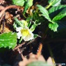 苺の花