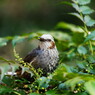 野鳥を探して　ヒヨドリ