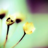 枯れ花への想い。。