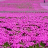 芝桜02986