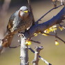 野鳥を探して　ヒヨドリ　Ⅲ