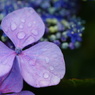 紫陽花03454