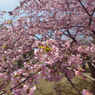 河津桜_07