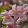河津桜_08