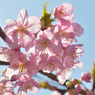 河津桜_09