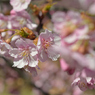 河津桜_10