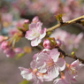 河津桜_11