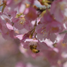 河津桜_12