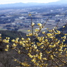 蠟梅と景色