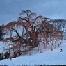滝桜　雪の宵