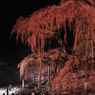 滝桜　モンスター