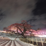 滝桜　夜感撮影