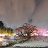 滝桜　夜感撮影　