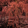 滝桜　開花前夜の蕾