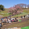 滝桜　すっきり快晴！