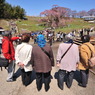 滝桜　Sakura　Girls