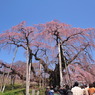 滝桜　すっきり快晴！