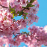 河津桜-三浦海岸3