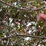 東京港野鳥公園