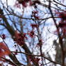 東京港野鳥公園