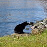 大井ふ頭中央海浜公園　猫