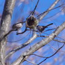 野鳥を探して　エナガ？